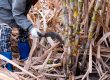 bigstock Sugarcane Cutting Workers In S 389957311