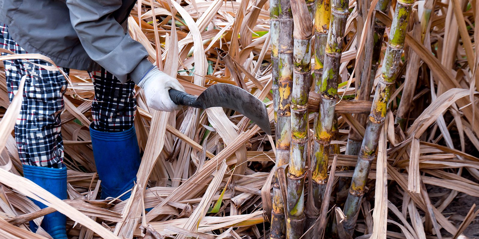 bigstock Sugarcane Cutting Workers In S 389957311