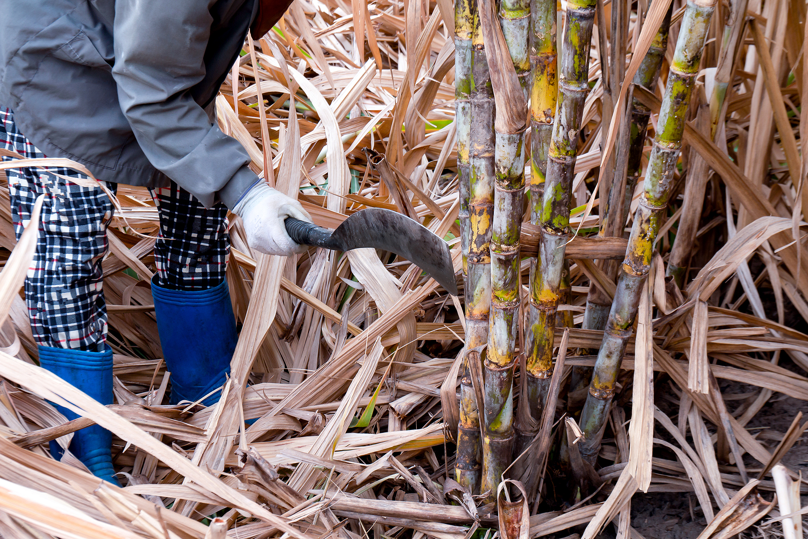 bigstock Sugarcane Cutting Workers In S 389957311