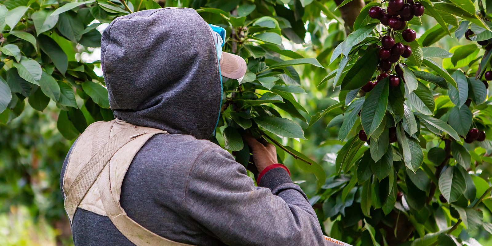 bigstock Cherry Production Industry Mi 348625561 bigstock Cherry Production Industry Mi 348625561